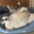 猫がくねくねする時の気持ちとは？どんな時にくねくねするの？