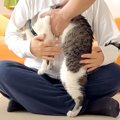 『目隠しをしても２匹の愛猫を見分けられるのか』夫婦で検証→家族愛を感じ…