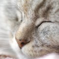 猫の鼻が乾燥している時の対策と予防する方法