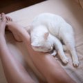 猫が飼い主に『あご乗せ』する心理4つ　愛猫からの信頼サインに応える方法…
