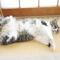 猫が倒れるのは、甘えたいのサイン！3つの心理と対処法