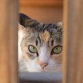 猫の信頼を失う『飼い主のNG行為』5選　猫の不信感を取り去るために取…