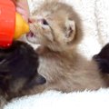 生後約３週間の保護子猫→順番にミルクをあげていたら、ほかの２匹が来…
