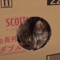 絶対だめ！ダンボールを守り抜く猫ちゃん♪