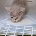 鳥に襲われていた子猫を保護→お風呂に入れると、『灰色の見た目』が…劇的…
