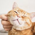 猫が『生きがい』を感じる瞬間3選　満足度を高める習慣や飼い主が心が…