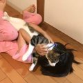 猫と少女の『仲が良すぎた』結果…種を越えて通じ合うふたりの関係が最…