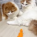 2匹の猫に『トカゲのフィギュア』を見せてみたら…予想外すぎる反応に大爆…