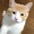 かまってほしそうな猫をひたすら無視してみたら…もん絶する人が続出の…