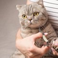 猫に爪切りは必要なの？頻度や嫌がる場合の安全な切り方