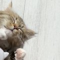 LAYLAの１２猫占い【5/18〜5/24】のあなたと猫ちゃんの運勢