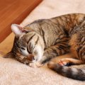 猫が『亡くなる前』に飼い主がすべきこと4つ　穏やかな最期を見送るた…
