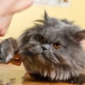 毛の長い猫には暑さ対策は必須！飼い主がしてあげられる事