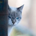 猫が急に冷たい態度を取る理由5つ