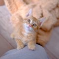 愛猫が飼い主さんに『かまってほしいニャ』と伝えている仕草5選　どう応え…