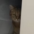 『掃除機が大嫌いな猫』→掃除機をかけようとすると…可愛すぎるリアクショ…
