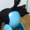 『何か嫌なことあった…？』蓋が回転するゴミ箱で遊ぶ黒猫→激しすぎる…