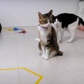 猫転送装置で転送されないニャンズ！？