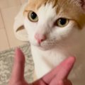 見つめてきた猫の『ほっぺを優しく撫でた』結果…まさかのリアクションが83…