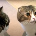 『おやつちょうだいニャ〜』もらえなくて拗ねちゃった猫ちゃん