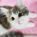 初対面の猫との正しい接し方6つ