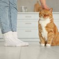猫の飼い主がやってはいけない『モラルのない行動』5選　トラブルを避ける…