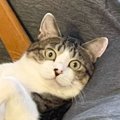 椅子の上で凄い姿勢でくつろいでいる猫……思わず笑っちゃう『まさかの…