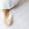 猫が『カーテンの裏』に隠れているときはどんなキモチ？考えられる5つ…