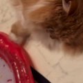 猫のために『ウォーターマット』を用意→『遊んでくれる』と思ったら…予想…
