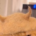 猫の『抜け毛』で作ったものを猫の頭に乗せてみたら…まさかの表情と『最終…