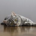 猫のお尻から血が出る原因とその対処法について