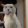 流れる水を再現！飲み方にこだわりのある猫ちゃんの為、給水機を新調…