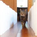 『だんだん道が狭くなる通路』猫が間を通ったら…まさかのオチに爆笑！「最…