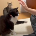 猫に『ハイタッチ』を教えてみた結果…まさかの行動をとる姿が面白すぎ…