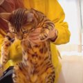 行かにゃーい！怒りながら車に乗る準備をする猫さん