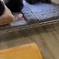 『猫カフェ』の窓際にある『ラック』を見ると…284万再生された『圧巻の光…