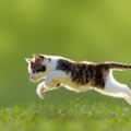 猫が口にすると『危険な虫』5選　どんな健康トラブルが起こり得るかも…