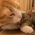 『保護子猫を受け入れてくれた先輩猫に感動』していたら、突然…まさかの行…