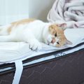 『大好きなお姉ちゃんが帰ってこない』ことに気づいた猫…帰りを待ち続…