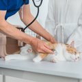 猫の身に起こりうる『夜間の救急症状』6つ　知っておくべき緊急時の対処法…