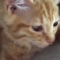 保護されたばかりの子猫→夜になると、しがみつくように眠って…「胸が…