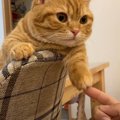 猫の柔らかそうなお手々に触ってみた結果…まさかの気持ちよさそうな表…