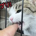 家猫への大きな一歩！元ノラ猫との絆が生まれた瞬間に感動「優しさに…