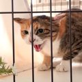 元野良猫に『翻訳アプリ』使ってみた結果…「キュンとなった」「ツンデ…