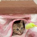 保護子猫に『コタツ』作ってあげたら…可愛すぎる反応に2万500再生「入…