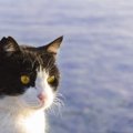 猫の耳がカットされている！野良猫の不妊手術を行うTNRとは