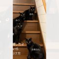 『黒猫4匹の見分け方』を解説してみた結果…「絶対無理で声出たｗ」「…