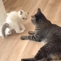 弱弱しかったラグドールの子猫を保護して１か月が経つと…驚きの『大変身』…