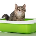 猫がトイレを覚えない時の正しいしつけの方法