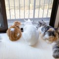 猫を『ベランダ』に出すのは避けたほうがいい理由4つ　考えられるリスクや…
